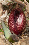 Skunk cabbage